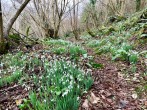 Woods in St Germans